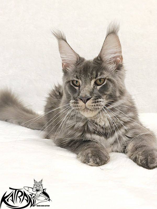 Katran Joker - Котенок мейн-кун 5 месяцев 3 недели