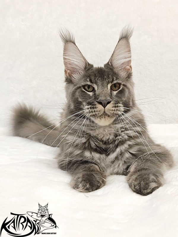 Katran Joker - Котенок мейн-кун 5 месяцев 3 недели