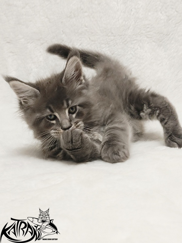 Katran Joker - Котенок мейн-кун 1 месяц 2 недели