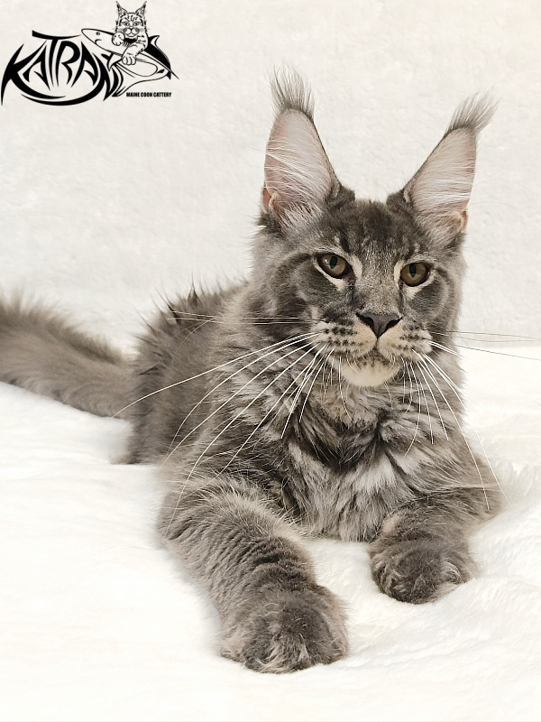 Katran Joker - Котенок мейн-кун 5 месяцев 3 недели