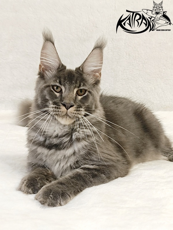 Katran Joker - Котенок мейн-кун 5 месяцев 3 недели