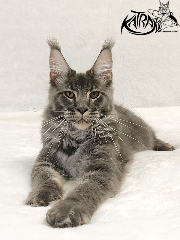 Katran Joker - Котенок мейн-кун 5 месяцев 3 недели