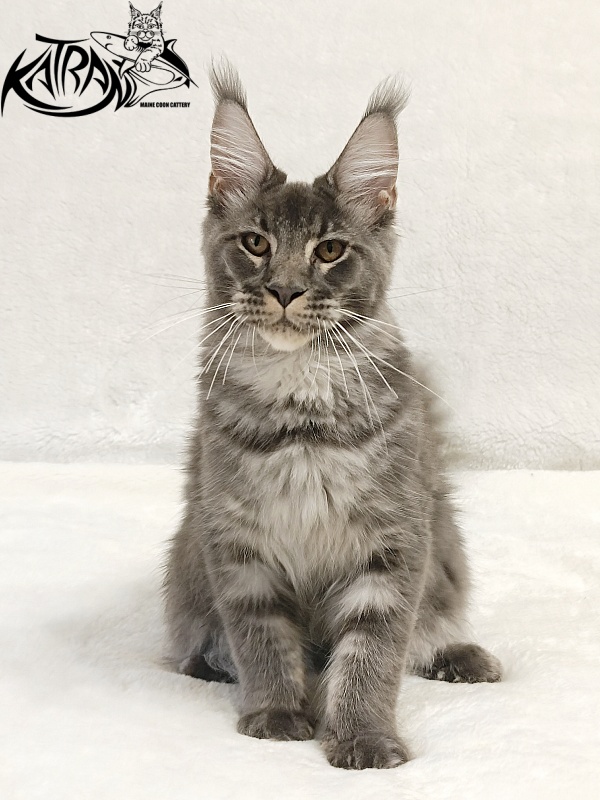 Katran Joker - Котенок мейн-кун 5 месяцев 3 недели