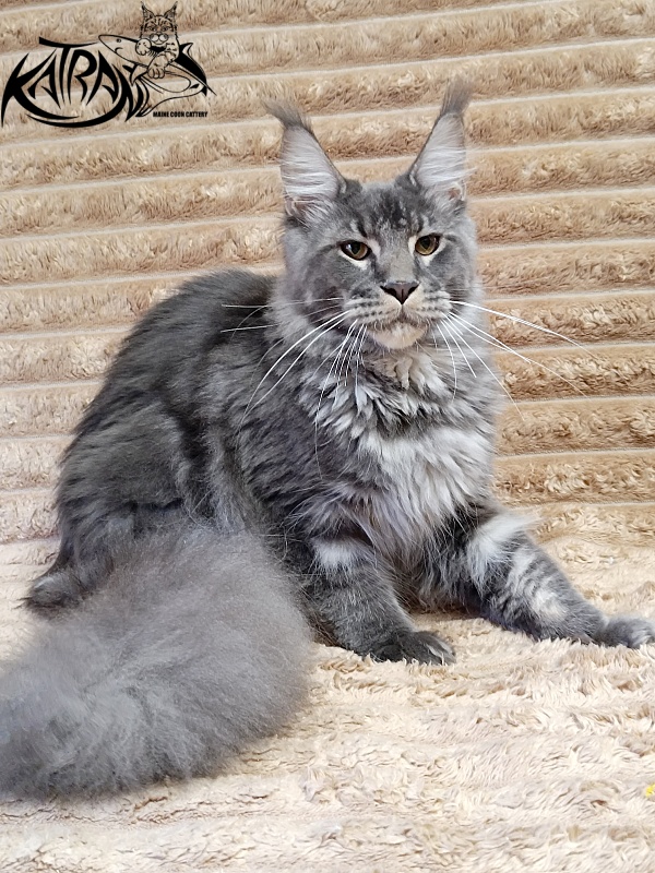 Katran Joker - Юниор мейн-кун 7 месяцев 1 неделя