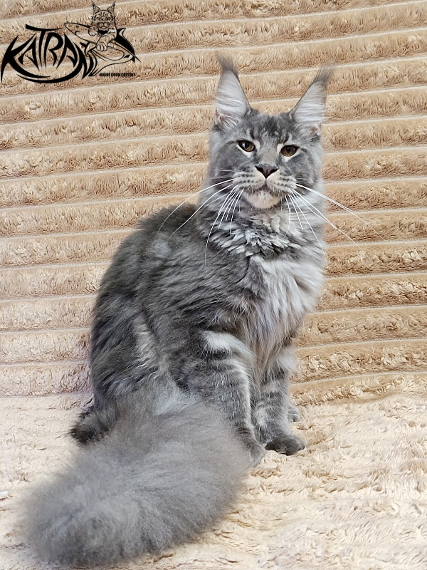 Katran Joker - Юниор мейн-кун 7 месяцев 1 неделя