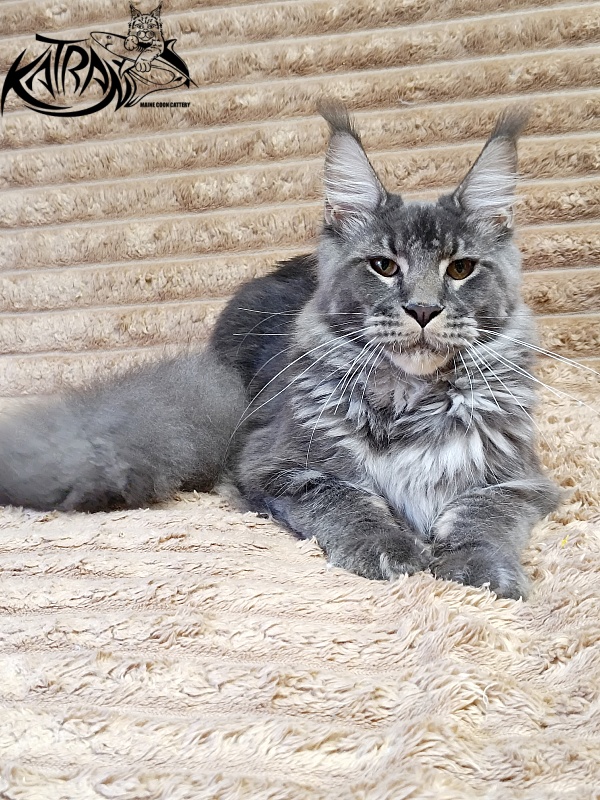 Katran Joker - Юниор мейн-кун 7 месяцев 1 неделя