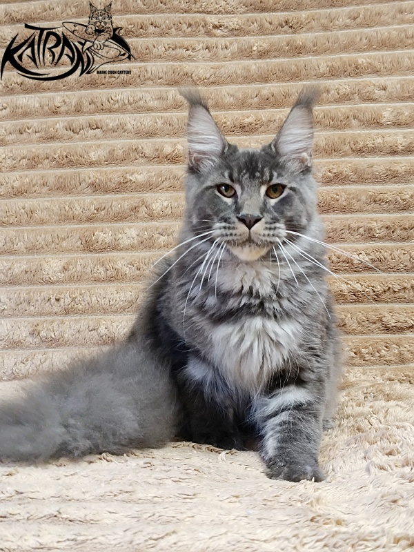 Katran Joker - Юниор мейн-кун 7 месяцев 1 неделя