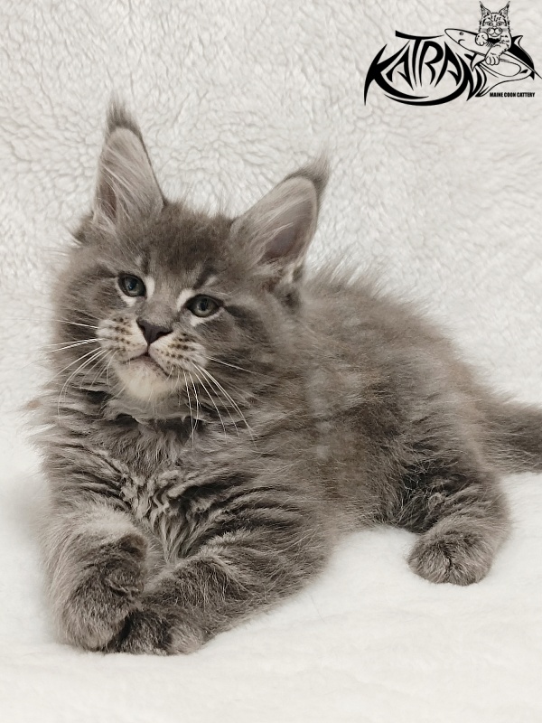 Katran Joker - Котенок мейн-кун 1 месяц 2 недели