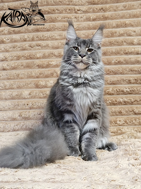 Katran Joker - Юниор мейн-кун 7 месяцев 1 неделя