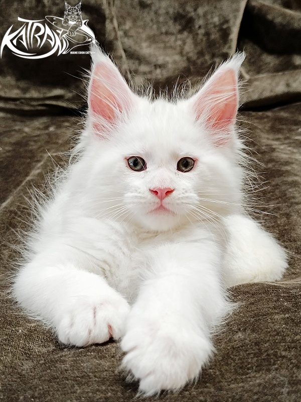 Katran Jazz - Kitten maine-coon 1 month 2 weeks