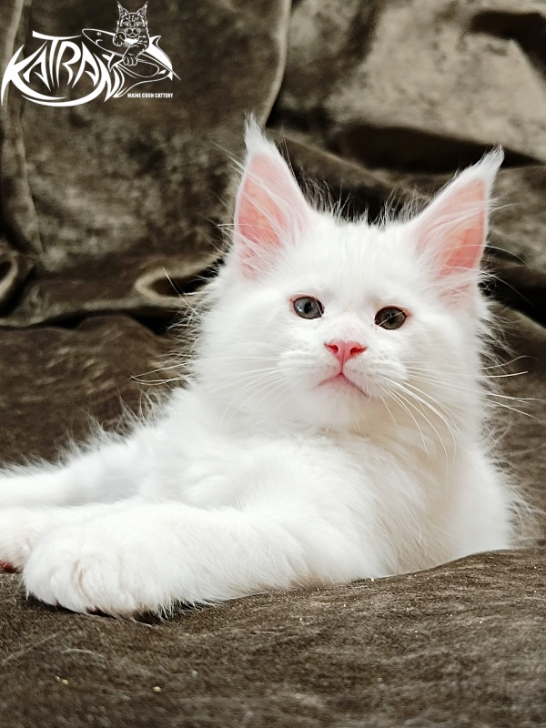 Katran Jazz - Kitten maine-coon 1 month 2 weeks