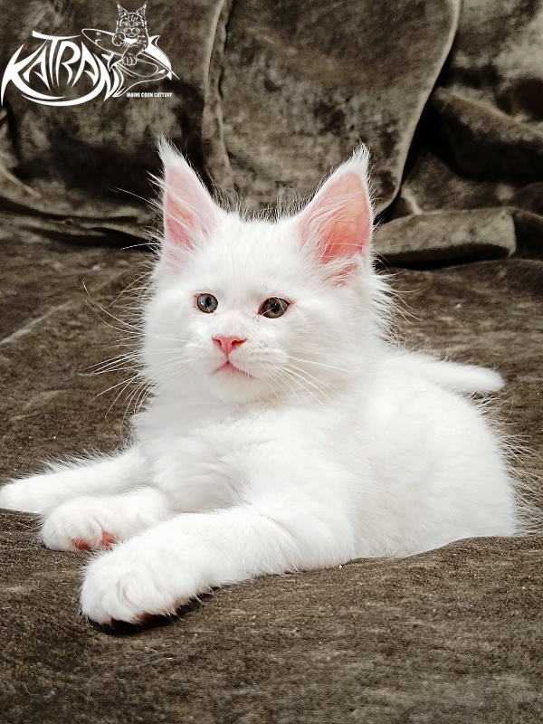 Katran Jazz - Kitten maine-coon 1 month 2 weeks