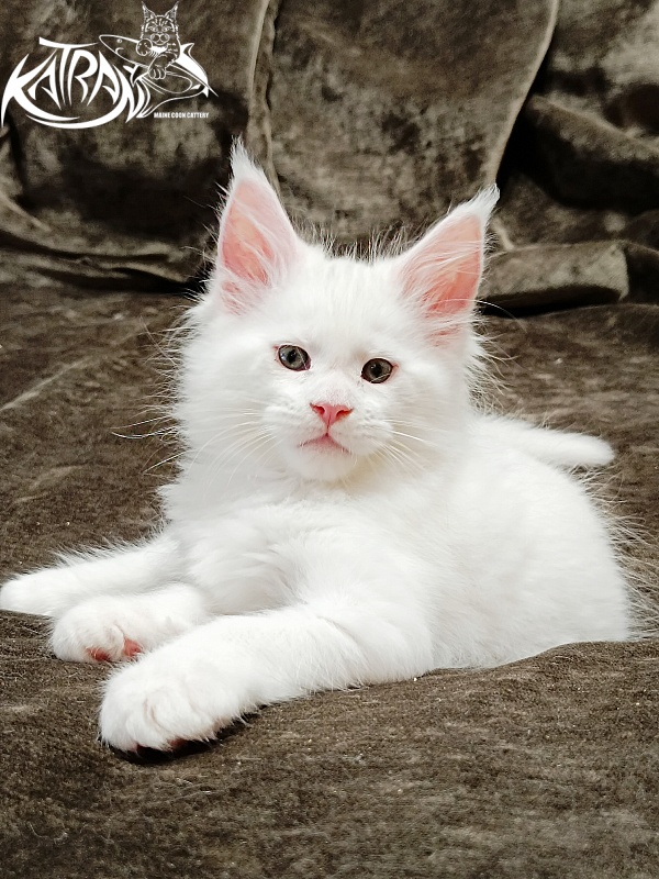 Katran Jazz - Kitten maine-coon 1 month 2 weeks