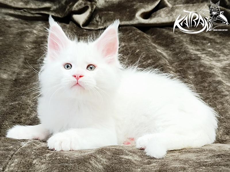 Katran Jazz - Kitten maine-coon 1 month 2 weeks