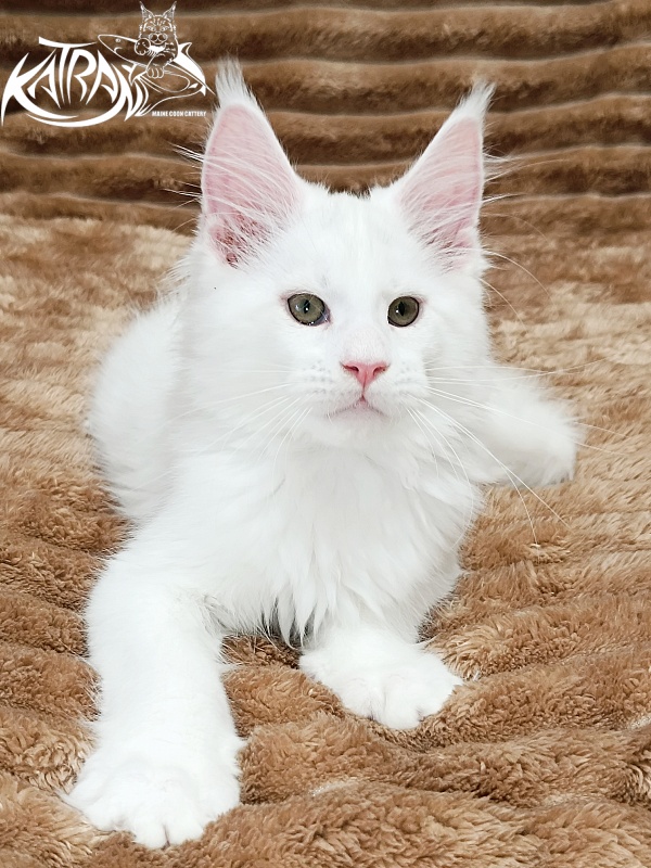 Katran Jazz - Kitten maine-coon 2 months 1 week