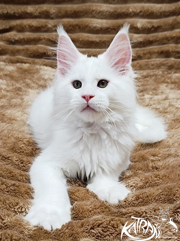 Katran Jazz - Kitten maine-coon 2 months 1 week