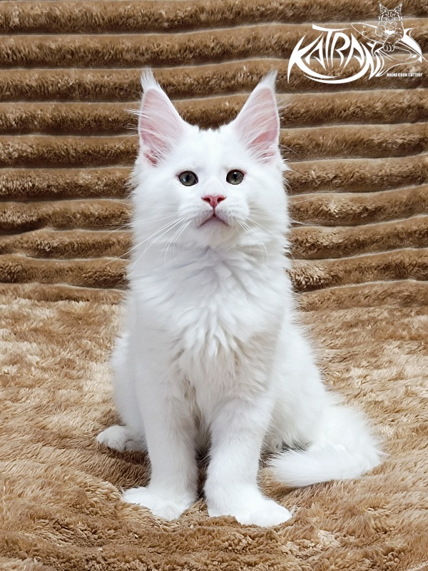 Katran Jazz - Kitten maine-coon 2 months 1 week
