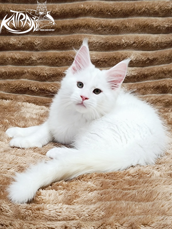 Katran Jazz - Kitten maine-coon 2 months 1 week
