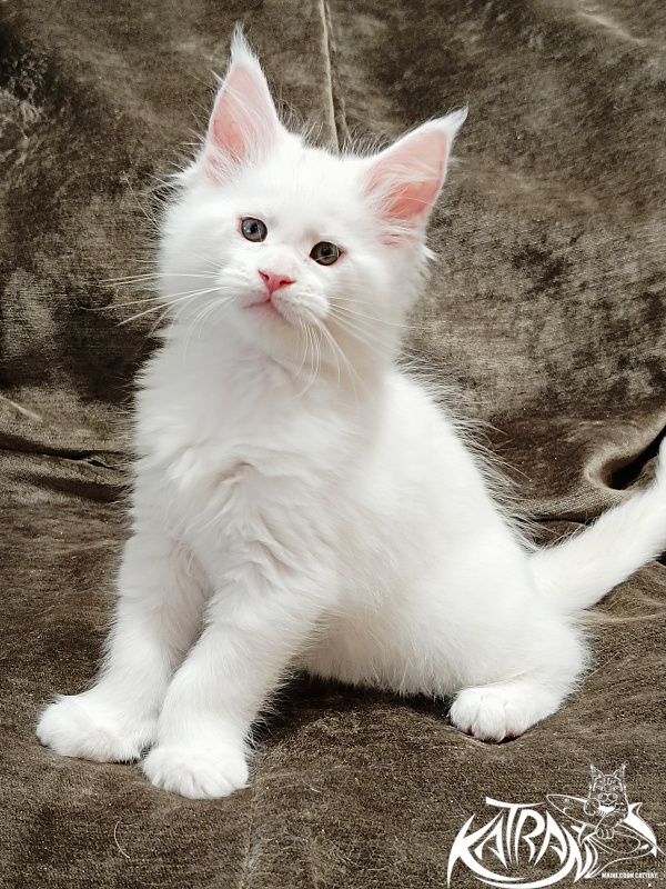 Katran Jazz - Kitten maine-coon 1 month 2 weeks
