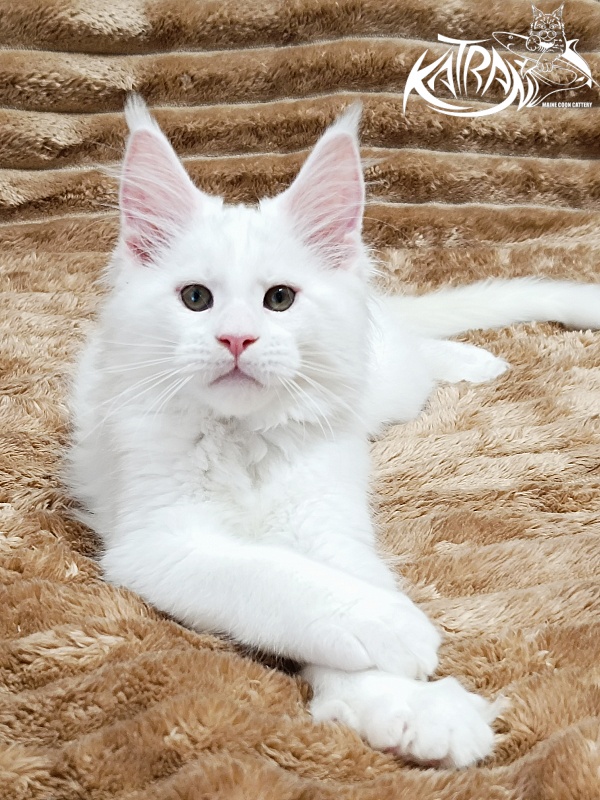 Katran Jazz - Kitten maine-coon 2 months 1 week