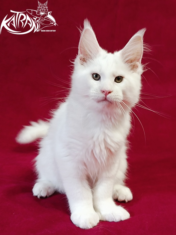 Katran Jazz - Kitten maine-coon 3 months