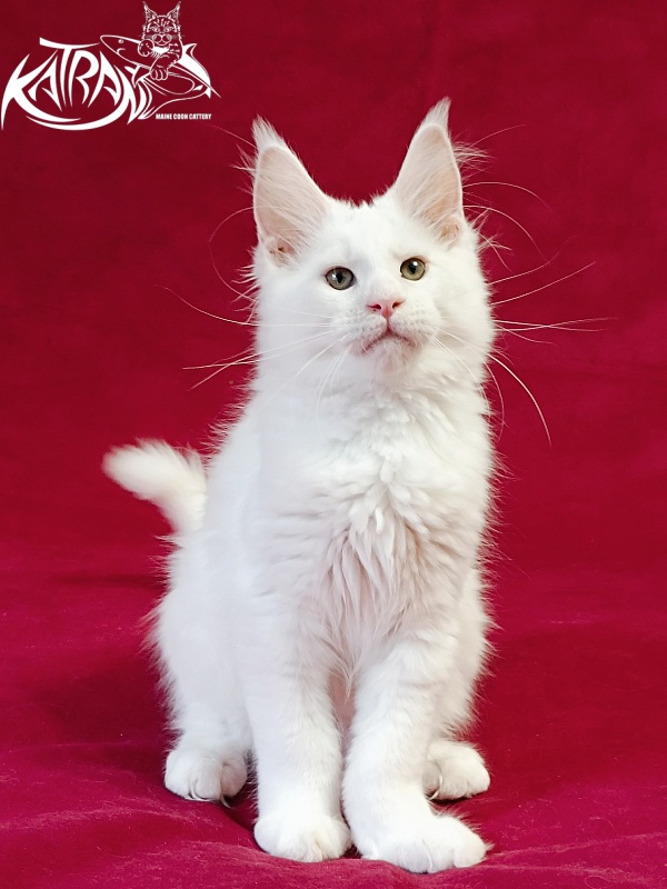 Katran Jazz - Kitten maine-coon 3 months