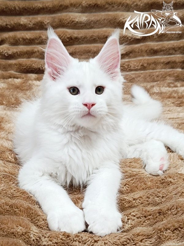 Katran Jazz - Kitten maine-coon 2 months 1 week