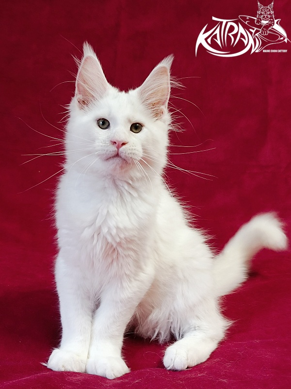 Katran Jazz - Kitten maine-coon 3 months