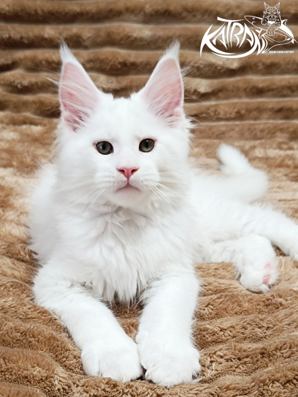 Katran Jazz - Kitten maine-coon 2 months 1 week