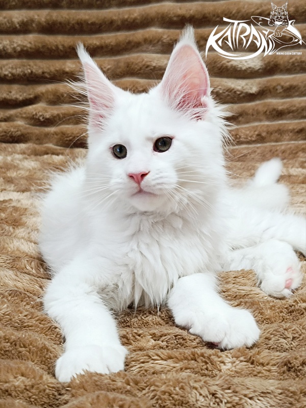 Katran Jazz - Kitten maine-coon 2 months 1 week