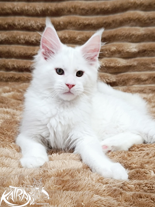 Katran Jazz - Kitten maine-coon 2 months 1 week