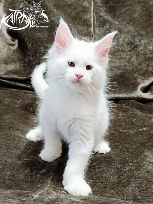 Katran Jazz - Kitten maine-coon 1 month 2 weeks
