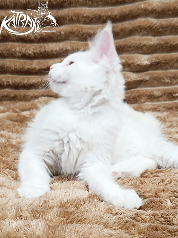 Katran Jazz - Kitten maine-coon 2 months 1 week