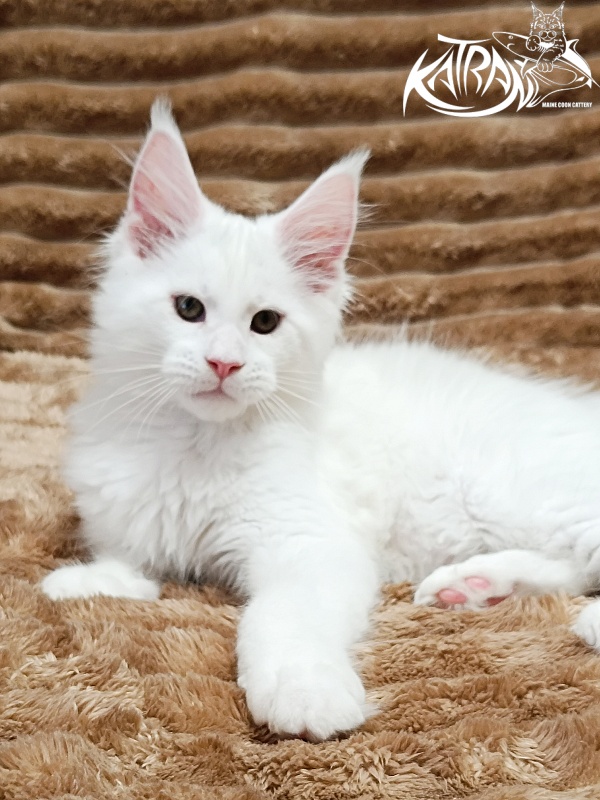 Katran Jazz - Kitten maine-coon 2 months 1 week