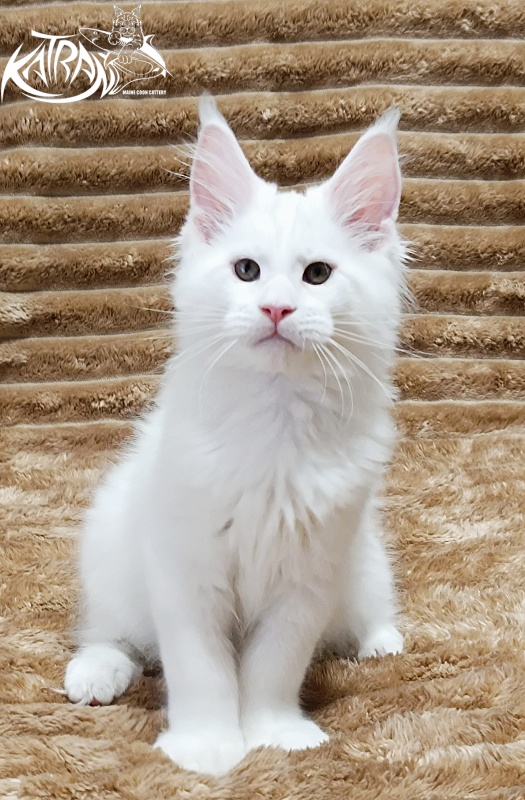 Katran Jazz - Kitten maine-coon 2 months 1 week