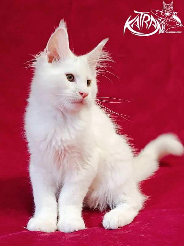 Katran Jazz - Kitten maine-coon 3 months