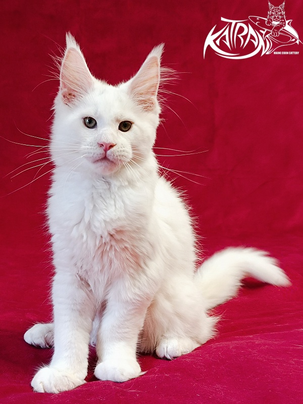 Katran Jazz - Kitten maine-coon 3 months