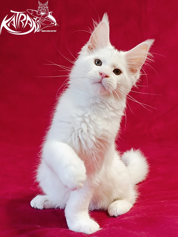 Katran Jazz - Kitten maine-coon 3 months