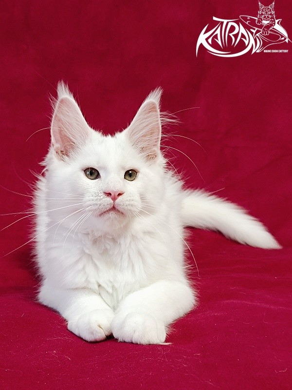 Katran Jazz - Kitten maine-coon 3 months