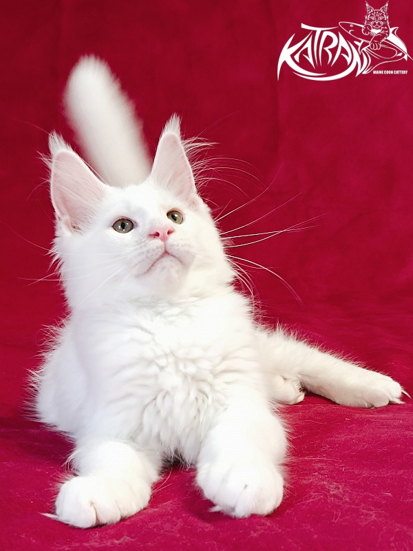 Katran Jazz - Kitten maine-coon 3 months