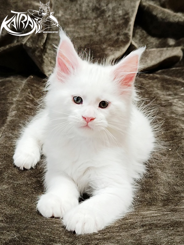 Katran Jazz - Kitten maine-coon 1 month 2 weeks