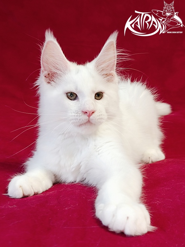 Katran Jazz - Kitten maine-coon 3 months