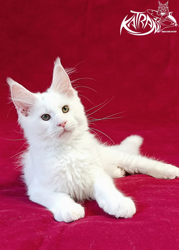Katran Jazz - Kitten maine-coon 3 months