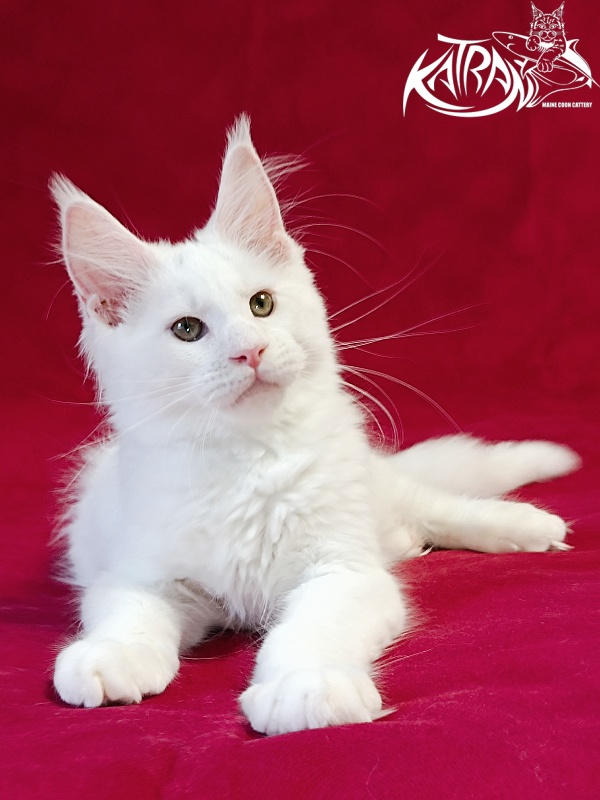 Katran Jazz - Kitten maine-coon 3 months