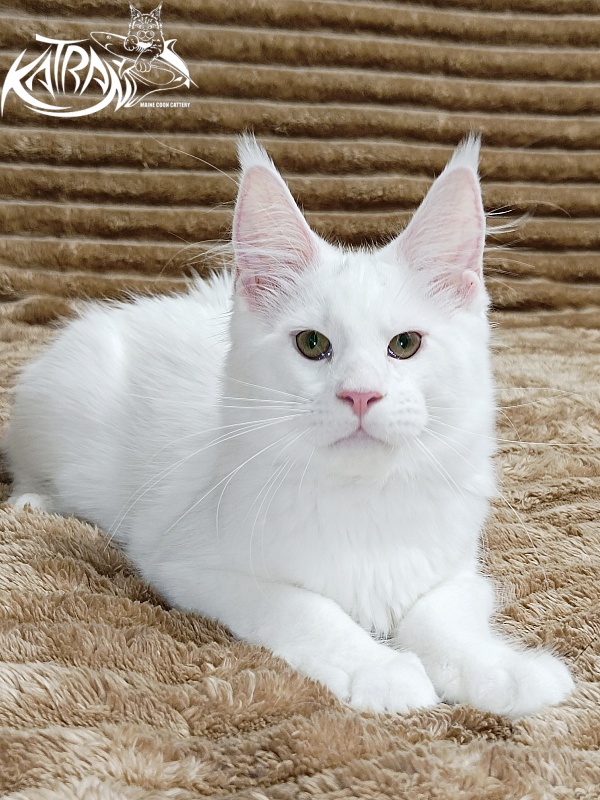 Katran Jazz - Kitten maine-coon 4 months