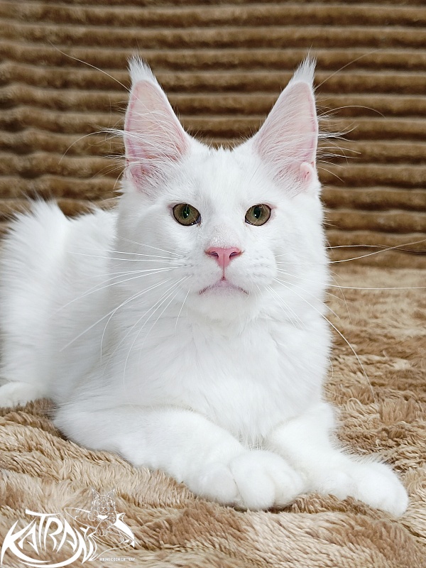 Katran Jazz - Kitten maine-coon 4 months