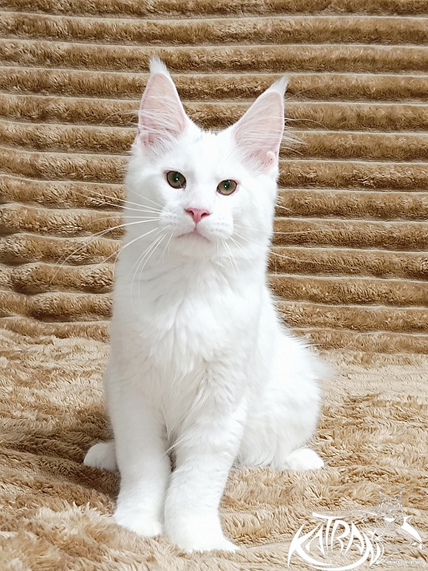 Katran Jazz - Kitten maine-coon 4 months