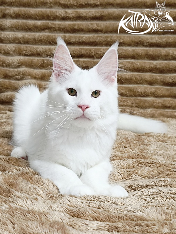 Katran Jazz - Kitten maine-coon 4 months