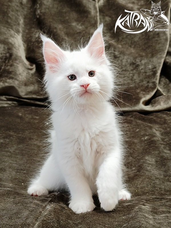 Katran Jazz - Kitten maine-coon 1 month 2 weeks