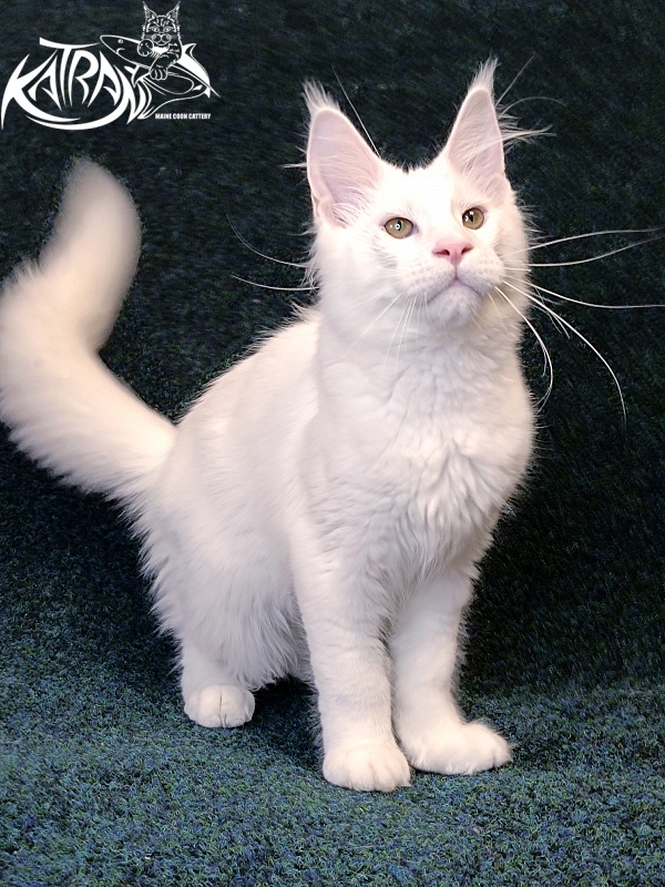 Katran Jazz - Kitten maine-coon 4 months 3 weeks